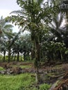 wild caryota mitis tree growing in wild plantation