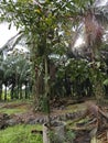 wild caryota mitis tree growing in wild plantation