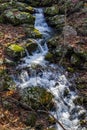 Wild Cascading Trout Stream