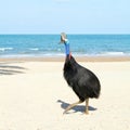 Wild Cassowary on the beach in Australia Royalty Free Stock Photo