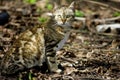 Wild cat Royalty Free Stock Photo