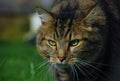 Wild cat Royalty Free Stock Photo