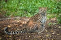 Wild cat. Amur leopard in open-air cage Royalty Free Stock Photo