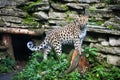 Wild cat. Amur leopard in open-air cage Royalty Free Stock Photo