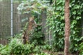 Wild cat. Amur leopard in open-air cage Royalty Free Stock Photo