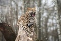 Wild cat. Amur leopard in open-air cage Royalty Free Stock Photo