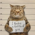 Bad cat broke a bottle of gin Royalty Free Stock Photo