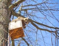 a wild cat climbed the birdhouse to catch starli Royalty Free Stock Photo