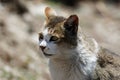 wild cat closeup shot on the way to everest base camp