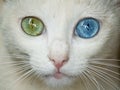 Cat with heterochromia, blue and green eyes