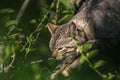 Wild cat crouched in the shadow of vegetation