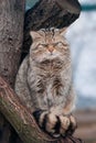 Wild cat Felis silvestris