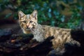 Wild Cat, Felis silvestris, animal in the nature tree forest habitat, Central Europe