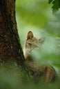 Wild Cat, Felis silvestris, animal in the nature tree forest habitat, hidden in the tree trunk, Central Europe. Wildlife scene fro