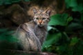 Wild Cat, Felis silvestris, animal in the nature tree forest habitat, hidden in the tree trunk, Czech Republic in Central Europe.