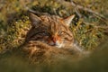 Wild Cat, Felis silvestris, animal in the nature tree forest habitat, hiden in the green leaves, Central Europe. Close-up mammal,