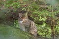 Wild cat Felis silvestris sitting on the rock