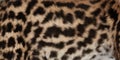 Wild cat fur texture