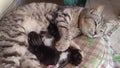 Wild cat gives birth and suckles its puppies