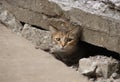 Wild cat hid under the tiles of the road