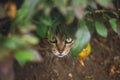 Wild cat hide and look ready for attack Royalty Free Stock Photo