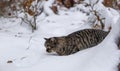 Wild cat hunting a mouse in a snow covered forest on a cold winter day Royalty Free Stock Photo