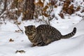 Wild cat hunting a mouse in a snow covered forest on a cold winter day Royalty Free Stock Photo