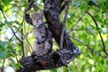 A wild cat with the instinct of a hunter climbed a tree. Waiting for prey in the form of an unwary bird.