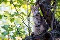 A wild cat with the instinct of a hunter climbed a tree. Waiting for prey in the form of an unwary bird.