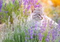 Wild cat in lavender. Royalty Free Stock Photo