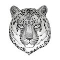 Wild cat Leopard Cat-o`-mountain Panther Hand drawn illustration for tattoo, emblem, badge, logo, patch