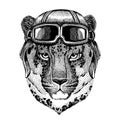 Animal wearing aviator helmet with glasses. Vector picture. Wild cat Leopard Cat-o`-mountain Panther Hand drawn picture