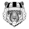 Wild cat Leopard Cat-o`-mountain Panther Wild animal wearing rugby helmet Sport illustration