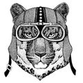 Wild cat, Leopard, jaguar, Panther wearing motorcycle, aero helmet. Biker illustration for t-shirt, posters, prints.