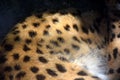 Wild Cat Leptailurus Serval Fur Close Up Royalty Free Stock Photo