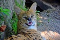 Wild Cat Leptailurus Serval Head Close Up Royalty Free Stock Photo