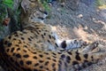Wild Cat Leptailurus Serval Lying