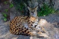 Wild Cat Leptailurus Serval Resting