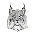 Wild cat Lynx Bobcat Trot Hand drawn illustration for tattoo, emblem, badge, logo, patch Isolated on white background