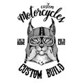 Wild cat Lynx Bobcat Trot Biker, motorcycle animal. Hand drawn image for tattoo, emblem, badge, logo, patch, t-shirt