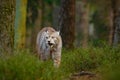 Wild cat Lynx in the nature forest habitat. Eurasian Lynx in the forest, hidden in the grass. Cute lynx in the autumn forest. Wild