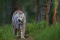 Wild cat Lynx in the nature forest habitat. Eurasian Lynx in the forest, hidden in the grass. Cute lynx in the autumn forest. Wild