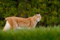 Wild cat Lynx in the nature forest habitat. Eurasian Lynx in the forest, hidden in the grass. Cute lynx in the autumn forest. Wild