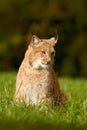 Wild cat Lynx in the nature meadow habitat. Eurasian Lynx in the field, hidden in the grass. Cute lynx in the autumn forest. Lynx