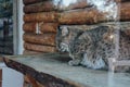 Wild cat lynx sleeps in captivity in zoo cage Royalty Free Stock Photo