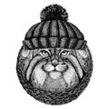 Wild cat Manul Cool animal wearing knitted winter hat. Warm headdress beanie Christmas cap for tattoo, t-shirt, emblem