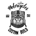 Wild cat Manul Biker, motorcycle animal. Hand drawn image for tattoo, emblem, badge, logo, patch, t-shirt