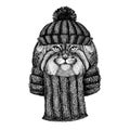 Wild cat Manul Cool animal wearing knitted winter hat. Warm headdress beanie Christmas cap for tattoo, t-shirt, emblem