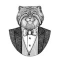 Wild cat Manul Hipster animal Hand drawn illustration for tattoo, emblem, badge, logo, patch, t-shirt