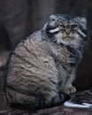 Cat manul sits on a stump and looks around with an angry look, a Royalty Free Stock Photo